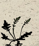 una varietà (specie) di cicoria - cichorium - giu 2011